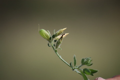 Crotalaria hirta